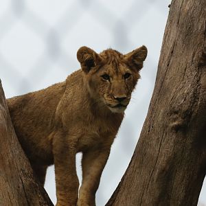 Lion cub climbing tree