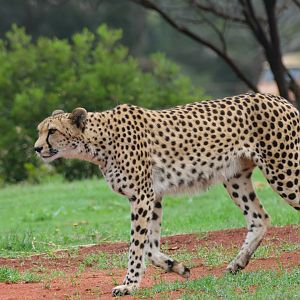 Kulinda the Cheetah