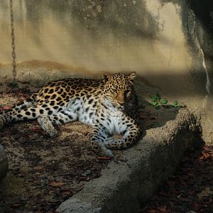 Amur Leopard, November