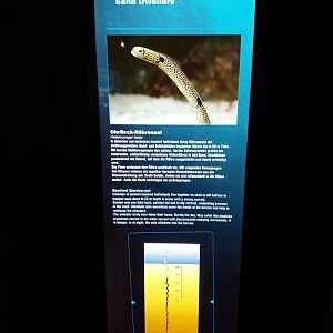 Haus der Natur - Aquarium - Species sign