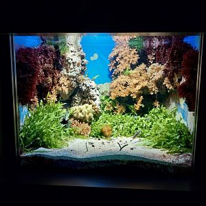 Haus der Natur - Aquarium - Sand dwellers