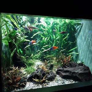 Haus der Natur - Aquarium - New Guinea