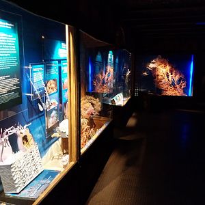 Haus der Natur - Aquarium - Welt der korallen