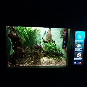 Haus der Natur - Aquarium - Amazone