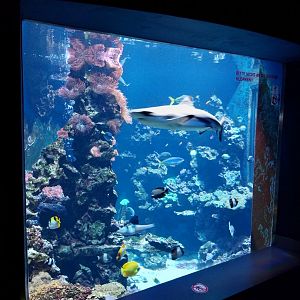 Haus der Natur - Aquarium - Indopacific coral reef