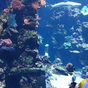 Haus der Natur - Aquarium - Indopacific coral reef