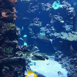 Haus der Natur - Aquarium - Indopacific coral reef