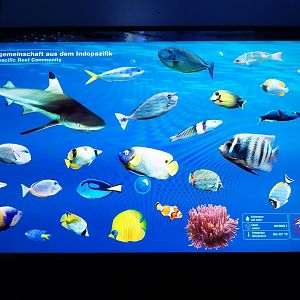 Haus der Natur - Aquarium - Indopacific coral reef - Species sign