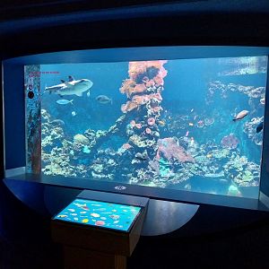 Haus der Natur - Aquarium - Indopacific coral reef