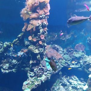 Haus der Natur - Aquarium - Indopacific coral reef