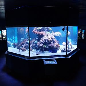 Haus der Natur - Aquarium - Coral reef room - Main aquarium