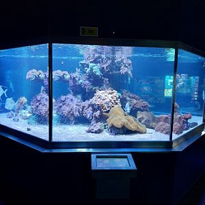 Haus der Natur - Aquarium - Coral reef room - Main aquarium