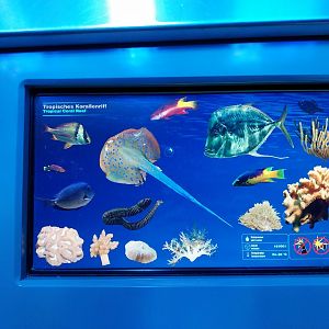 Haus der Natur - Aquarium - Coral reef room - Main aquarium species sign