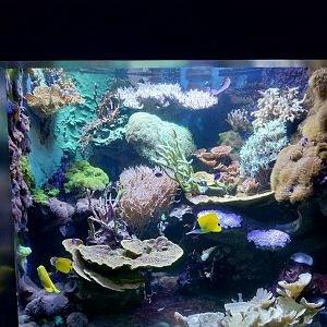 Haus der Natur - Aquarium - Coral reef room -