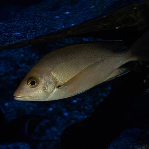 Fish ID - Aquarium Hagenbeck Hamburg