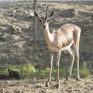 Speke's gazelle