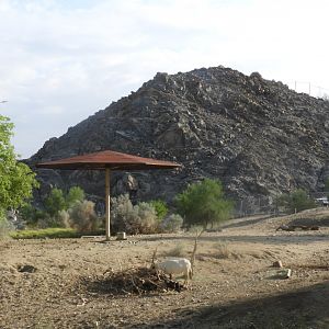 Arabian oryx and bighorn sheep enclosures