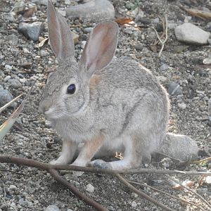 Wild desert cottontail