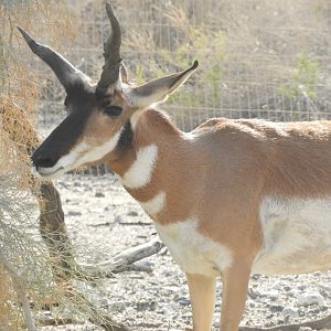 Pronghorn