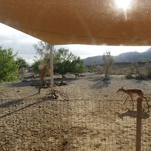 Pronghorn enclosure