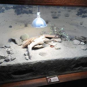 Desert iguana enclosure