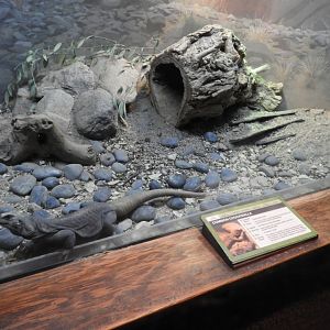 Common chuckwalla enclosure