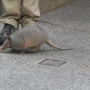 Nine-banded armadillo