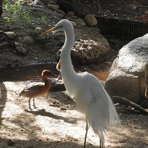 Great egret and fulvous whistling duck