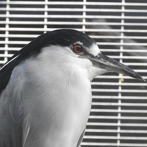 Black-crowned night heron