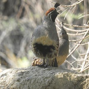 Wild Gambel's quails