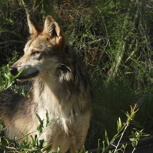 Mexican grey wolf