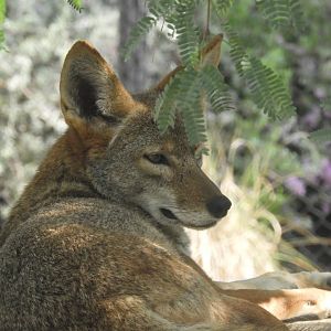 Coyote