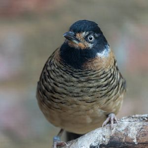 Spotted laughing thrush, CWP, UK