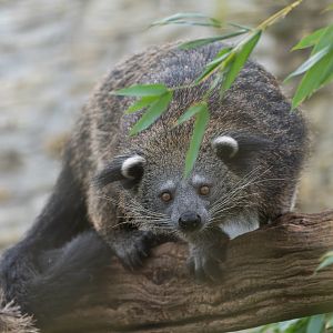 Binturong, CWP, UK