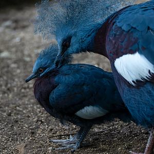 Young Sclater's crowned pigeon, CWP, UK
