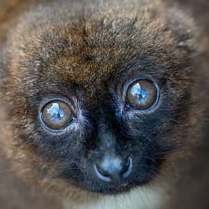 Red bellied lemur, CWP, UK