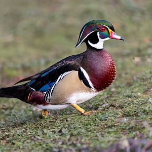 Wood or Carolina Duck / Watatunga / 31-10-23