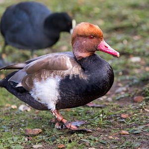 Red Crested Pochard / Watatunga / 31-10-23