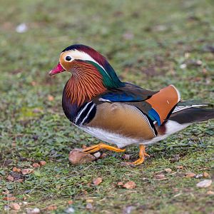 Mandarin Duck / Watatunga / 31-10-23