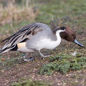Northern Pintail / Watatunga / 31-10-23
