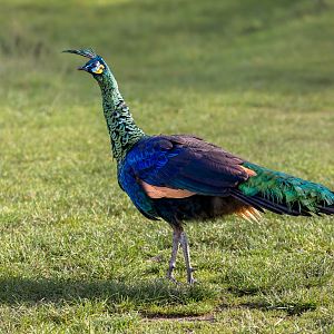Javan Green Peacock/ Watatunga 31-10-23