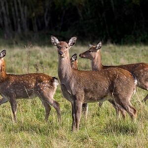 Sika Deer/ Watatunga 31-10-23