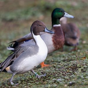 Northern Pintail/ Watatunga 31-10-23