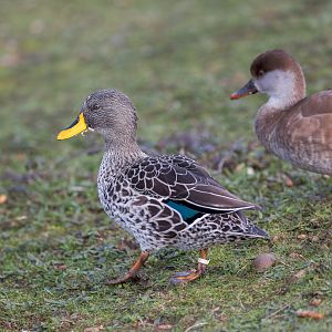 Yellow-billed Duck/ Watatunga 31-10-23