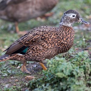 Laysan Teal / Watatunga 31-10-23