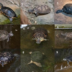 Turtles ID - Zoo Wroclaw