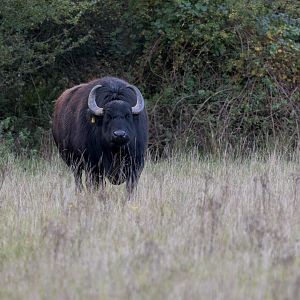 Water Buffalo (Rocket) / Watatunga 7-11-23