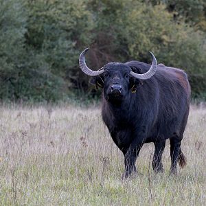 Water Buffalo (Slice) / Watatunga 7-11-23