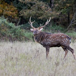 Manchurian Sika stag / Watatunga 7-11-23
