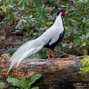 Silver Pheasant / Watatunga 31-10-23